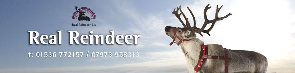 Real Reindeer Ltd