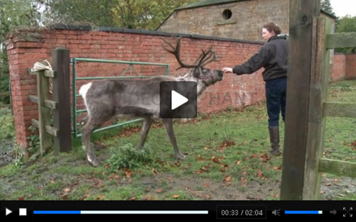 Real Reindeer Video Screen shot